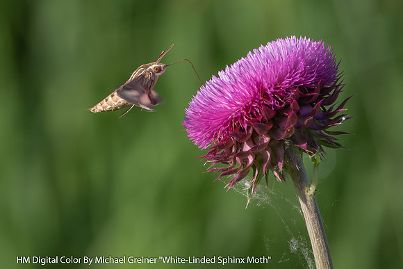HM Digital Color By Michael Greiner "White-Linded Sphinx Moth"