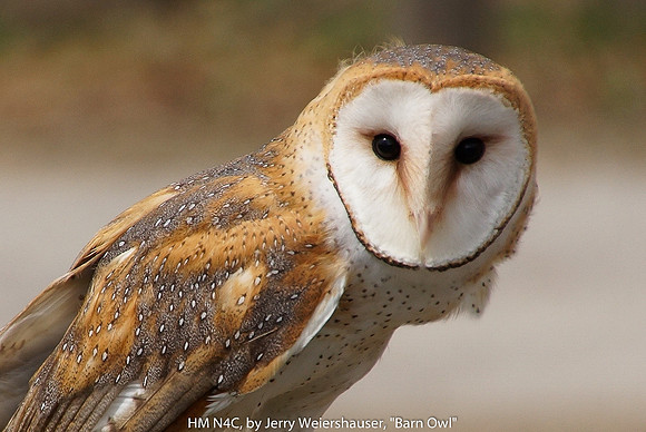 HM N4C, BY JERRY WEIERSHAUSER, "BARN OWL", Digital Nature