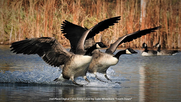 2nd Place Digital Color Entry Level by Todd Wheellock