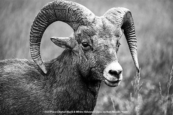 2nd Place Digital B&W Advance Class by Ron Nicolls - Ram