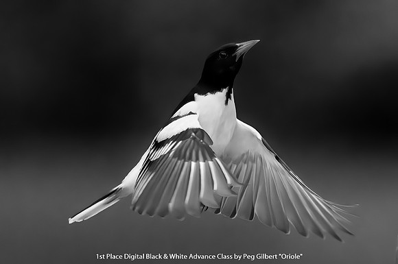 1st Place Digital B&W Advance Class by Peg Gilbert - Oriole