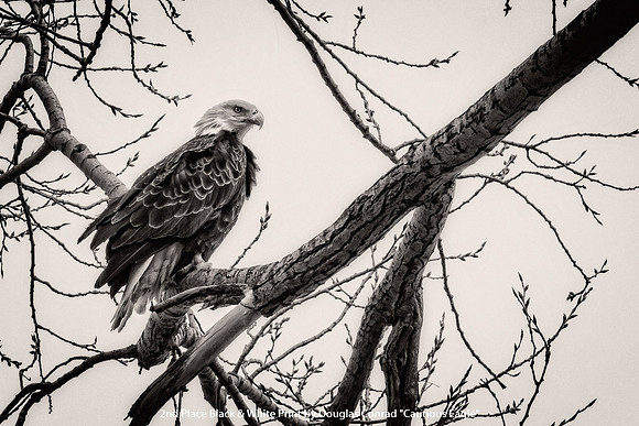 2nd Place B&W Print by Douglas Conrad - Cautious Eagle