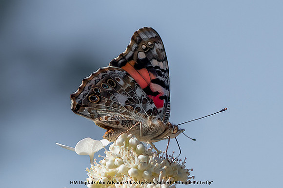 HM Digital Color Advance Class by Gary Gilbert - Admiral Butterfly.jpg
