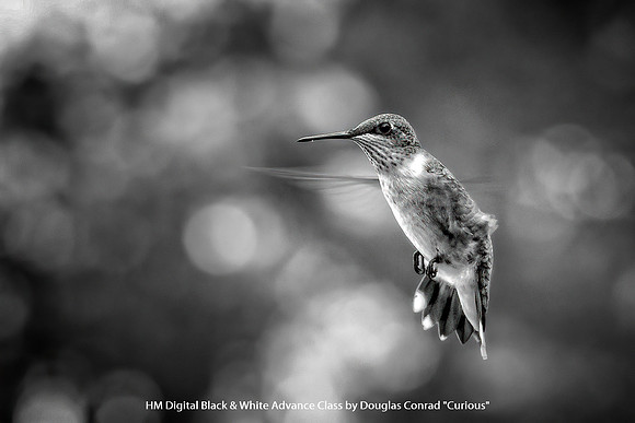 HM Digital B&W Advance Class by Douglas Conrad - Curious