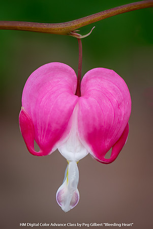 HM Digital Color Advance Class by Peg Gilbert - Bleeding Heart
