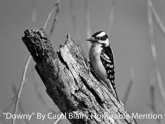 Downy By Carol Blair - Honorable Mention Digital B&W