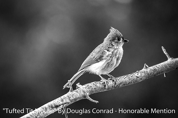Tufted Tit Mouse By Douglas Conrad - Honorable Mention Digital B&W