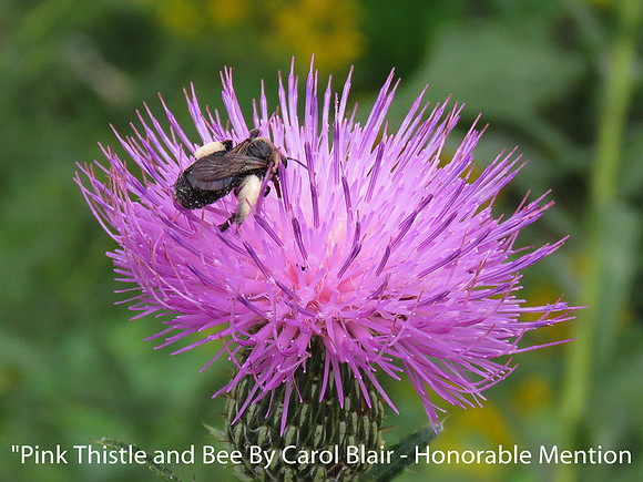 Pink Thistle and Bee By Carol Blair - Honorable Mention Digital Color