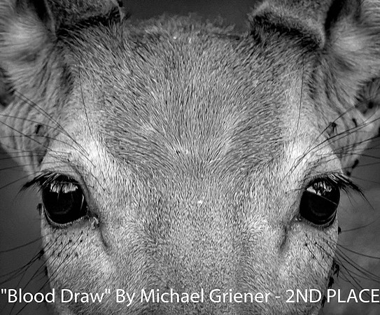 Blood Draw By Michael Griener - 2nd Place Digital B&W