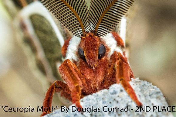 Cecropia Moth By Douglas Conrad - 2nd Place Digital Color