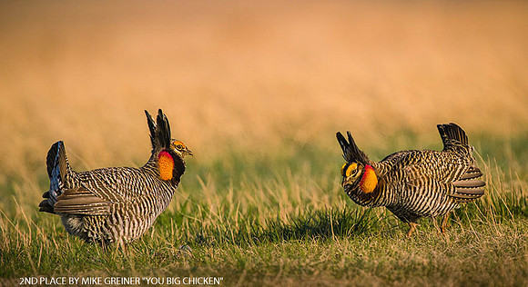 2ND PLACE BY MIKE GREINER "YOU BIG CHICKEN"