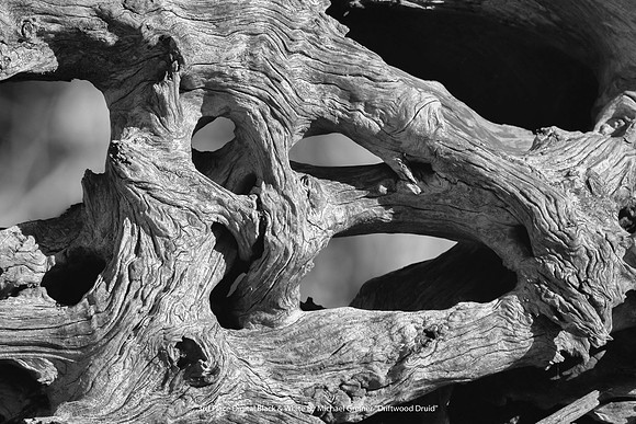 3rd Place Digital B&W by Michael Greiner - "Driftwood Druid"