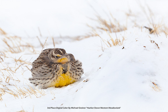 3rd Place Digital Color by Michael Greiner - "Hunker Down Western Meadowlark"