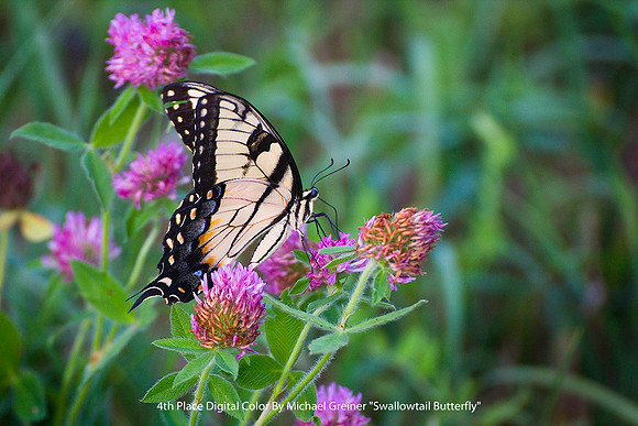 4th Place Digital Color By Michael Greiner - "Swallowtail Butterfly"