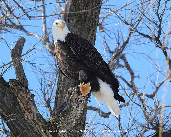 4th Place Digital Color By Norton Evans "Watching Over Us"