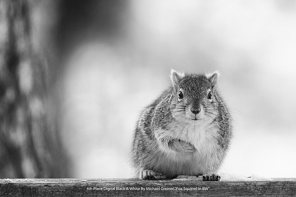 4th Place Digital B&W by Michael Greiner - "Fox Squirrel in BW"