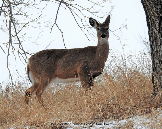 HM Color Print By Janet Evans "Stare Down"