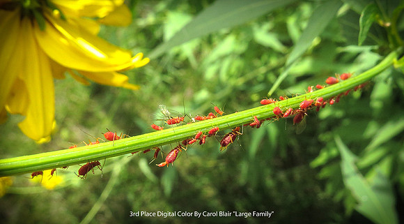 3rd Place Digital Color By Carol Blair - "Large Family"