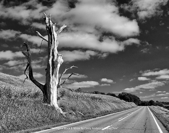 HM Digital B&W by Carey Anderson - "Dead Tree"