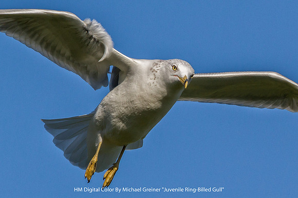 HM Digital Color By Michael Greiner "Juvenile Ring-Billed Gull"