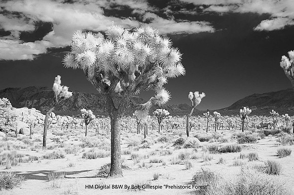 HM Digital B&W By Bob Gillespie "Prehistoric Forest"
