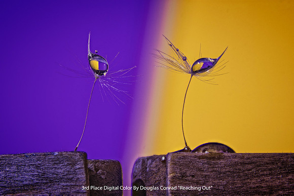 3rd Place Digital Color By Douglas Conrad "Reaching Out"