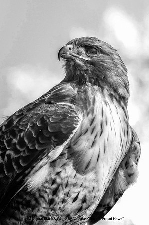 HM Digital B&W by Douglas Conrad - "Proud Hawk"