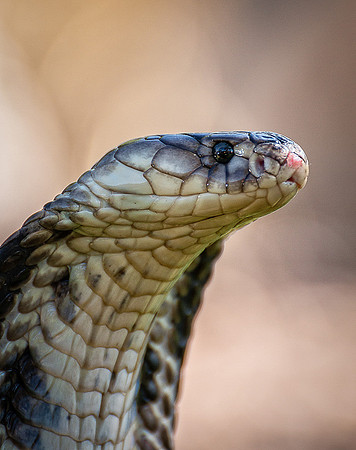 2nd, Doug Conrad, "Alert Cobra"