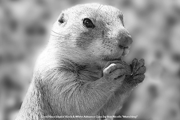 2nd Place Digital B&W Advance Class by Ron Nicolls - Munching.jpg