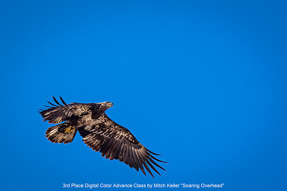 3rd Place Digital Color Advance Class by Mitch Keller - Soaring Overhead.jpg