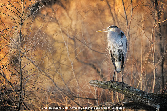 2nd Place Digital Color Advance Class by Michael Greiner - Great Blue.jpg