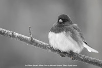 3rd Place B&W Print by Michael Greiner - "Black-Eyed Junco"