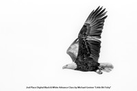 2nd Place Digital B&W Advance Class by Michael Greiner - "Little Bit Fishy"