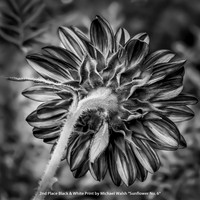 2nd Place B&W Print by Michael Walsh - "Sunflower No. 6"