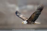 2nd Place Color Print by Michael Greiner - "American Bald Eagle"