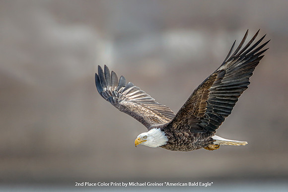 2nd Place Color Print by Michael Greiner - "American Bald Eagle"