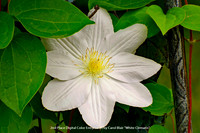 2nd Place Digital Color Entry Level by Carol Blair - "White Clematis"