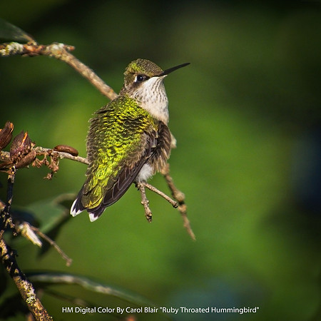 HM Digital Color By Carol Blair "Ruby Throated Hummingbird"
