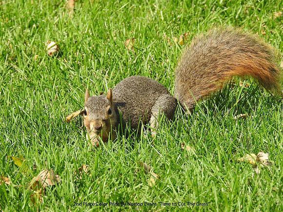 2nd Place Color Print By Norton Evans "Time to Cut The Grass"