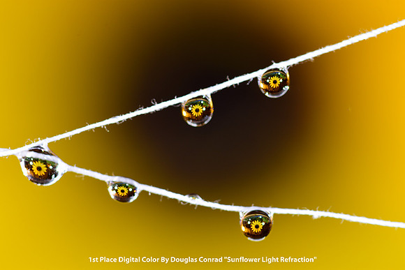 1st Place Digital Color By Douglas Conrad "Sunflower Light Refraction"
