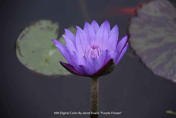 HM Digital Color By Janet Evans "Purple Flower"