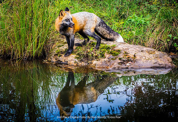 2nd Place Digital Color By Ron Nicolls "Cross Fox"