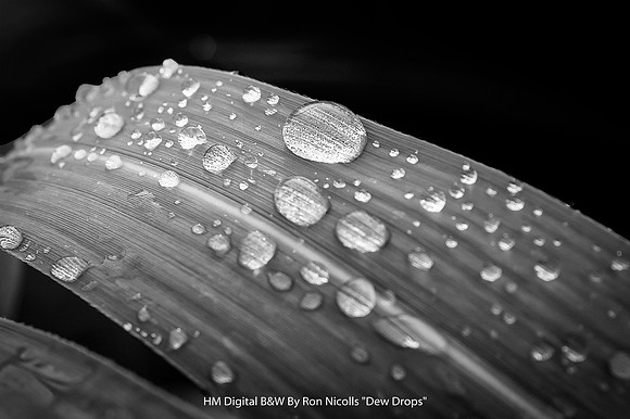 HM Digital B&W By Ron Nicolls "Dew Drops"