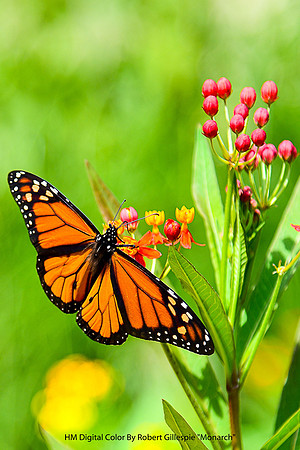 HM Digital Color By Robert Gillespie "Monarch"