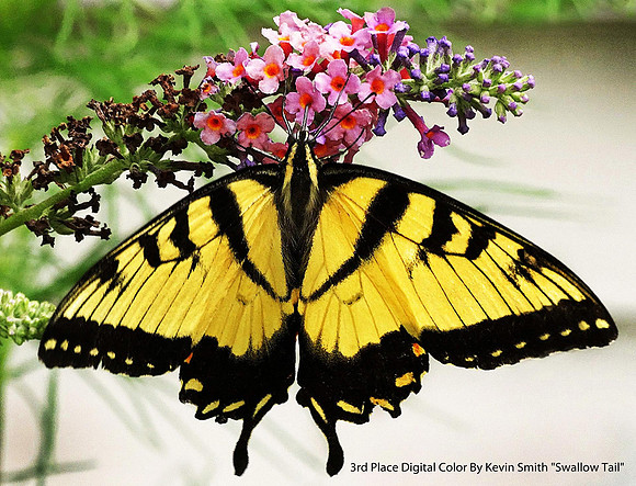 3rd Place Digital Color By Kevin Smith "Swallow Tail"