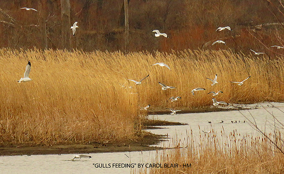 GULLS FEEDING BY CAROL BLAIR - HM