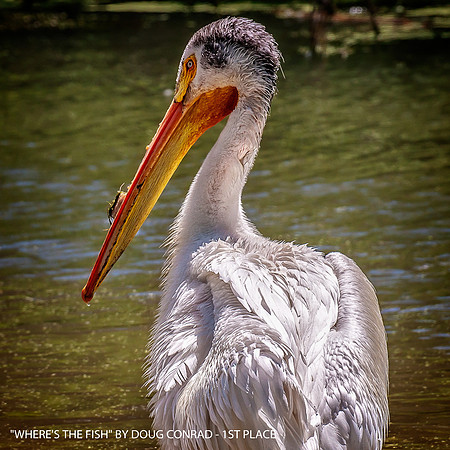 WHERE'S THE FISH BY DOUG CONRAD - 1ST PLACE