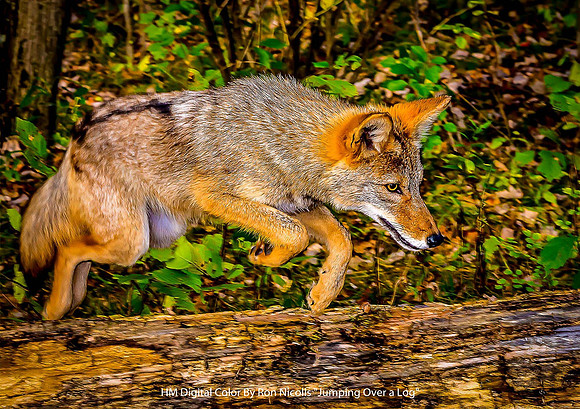 HM Digital Color By Ron Nicolls - "Jumping Over a Log"