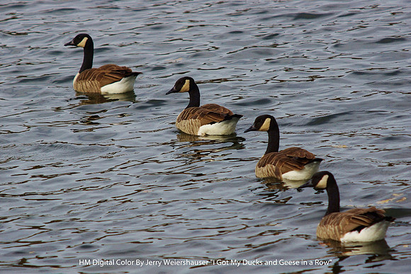 HM Digital Color By Jerry Weiershauser - "I Got My Ducks and Geese in a Row"