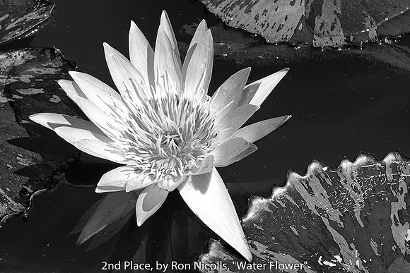 2ND PLACE, BY RON NICOLLS, "WATER FLOWER"